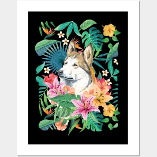 Tropical Orange Copper Sable Siberian Husky 11 Posters and Art